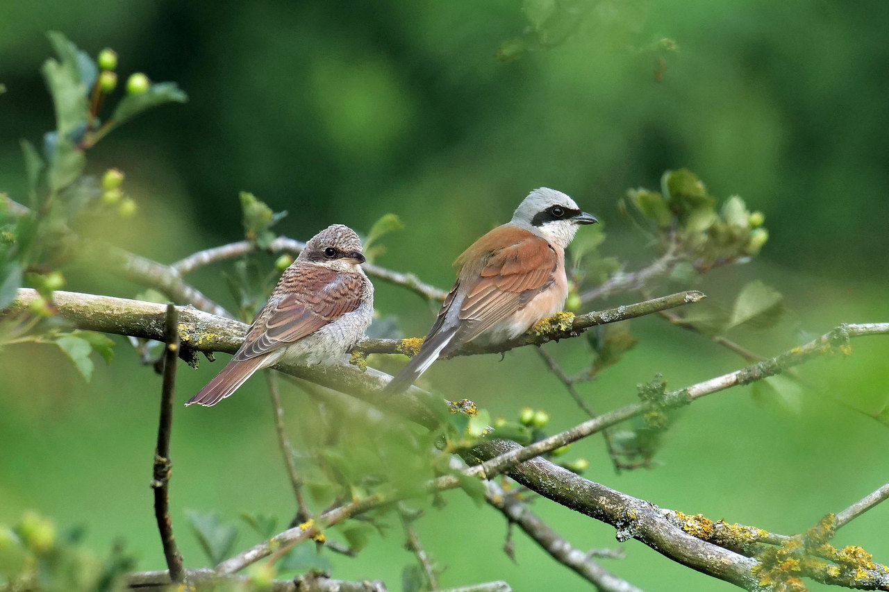 Neuntöter, Jungvogel und Männchen (Foto: Wolfgang Riesenberg)