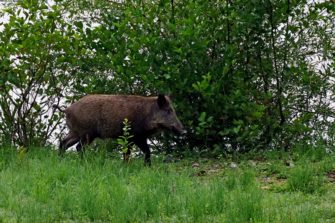 Wildschwein (Foto: Wolfgang Riesenberg)