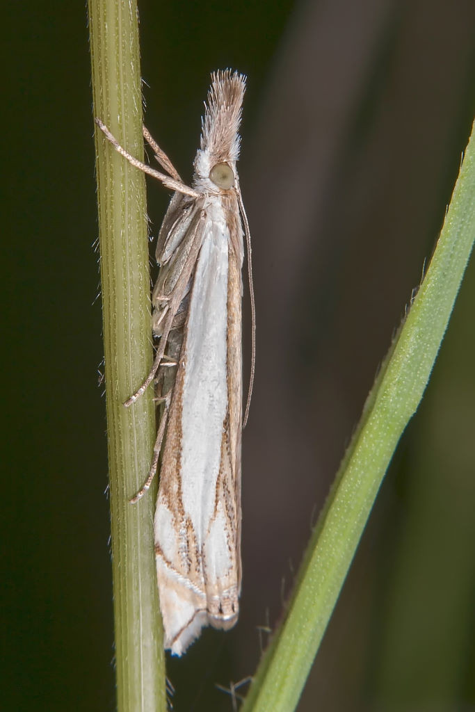 Kleinschmetterling (Foto: Gernot Liebau)