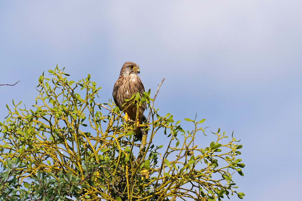 Mäusebussard juv. (Foto: Wolfgang Riesenberg)
