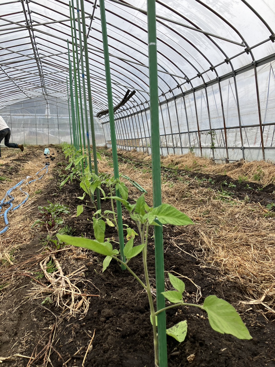 ハウス定植はトマトから