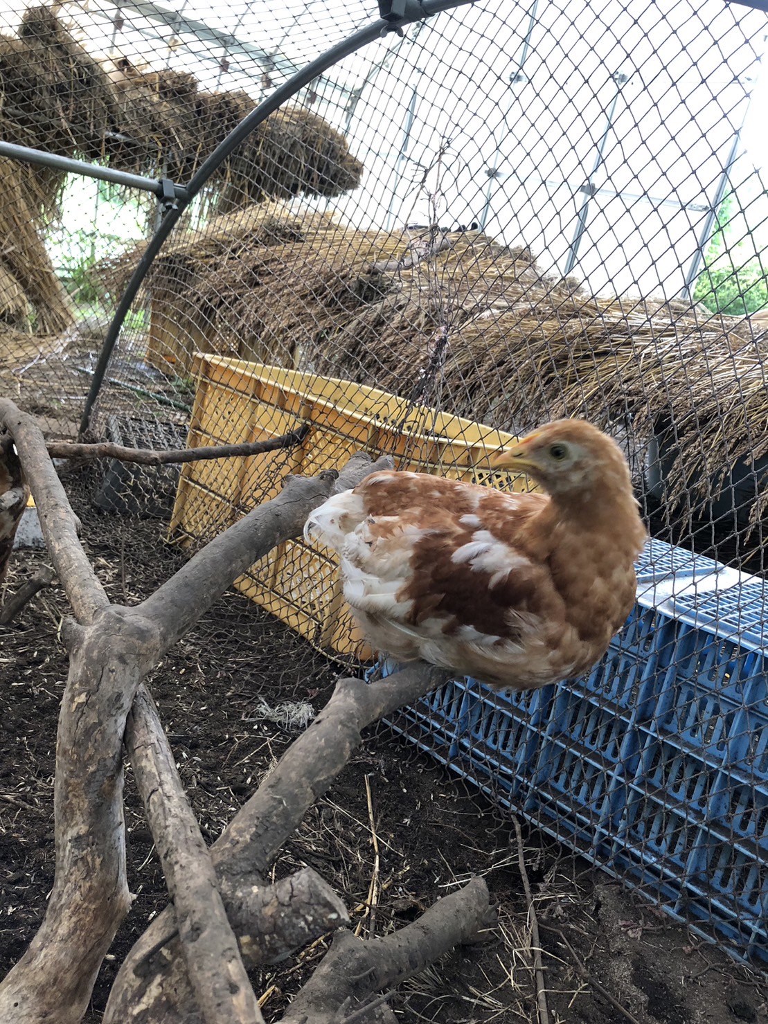 小さな自然養鶏・まもなく３か月