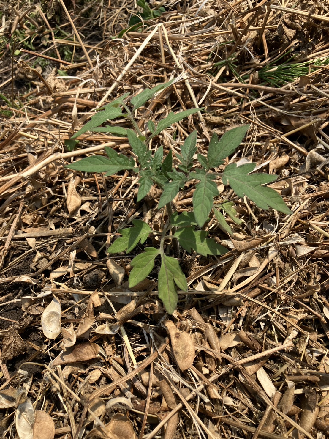怒涛の種まき＆定植ラッシュ