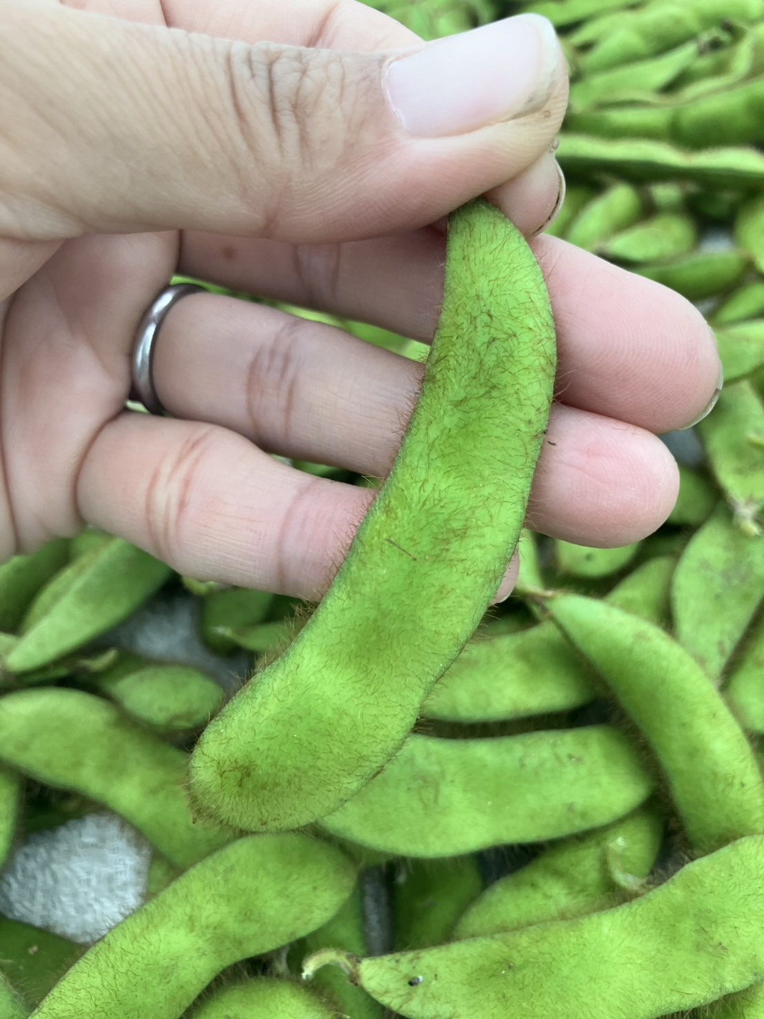 枝豆が収穫期を迎えています