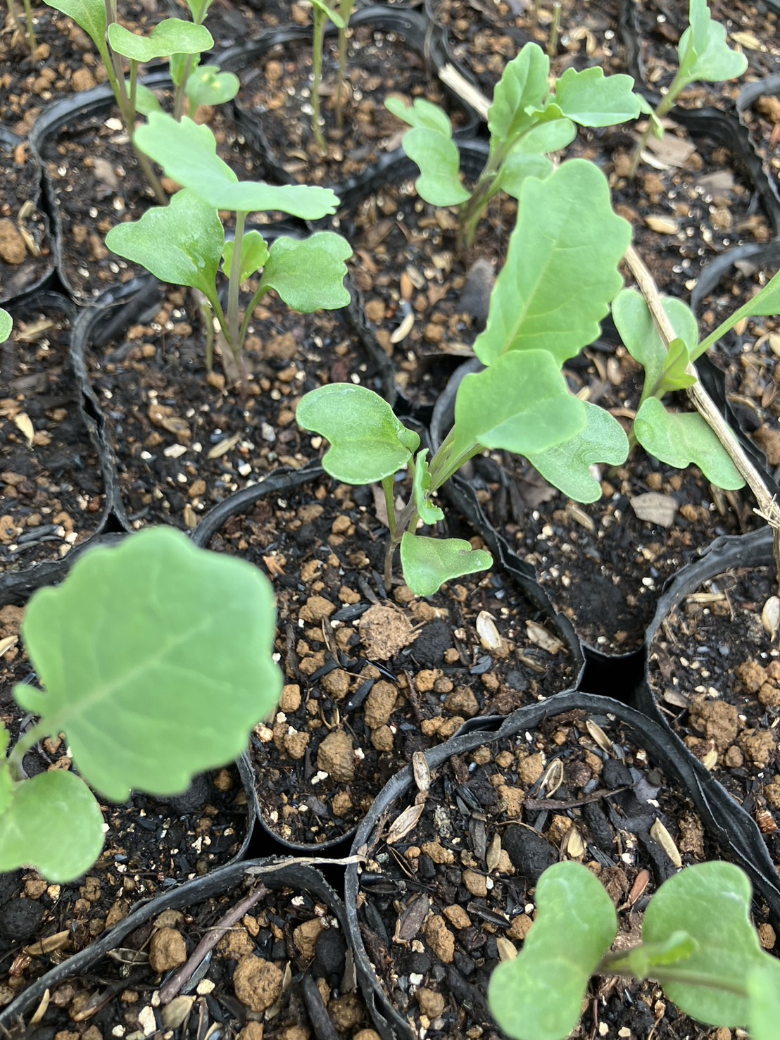 固定種野菜の苗を販売します