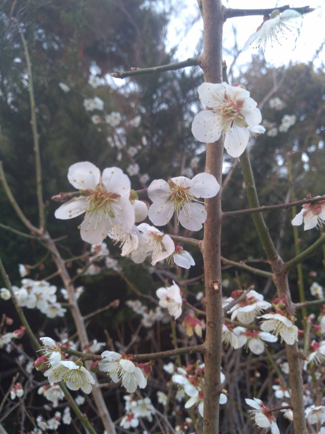 春らしく華やかに