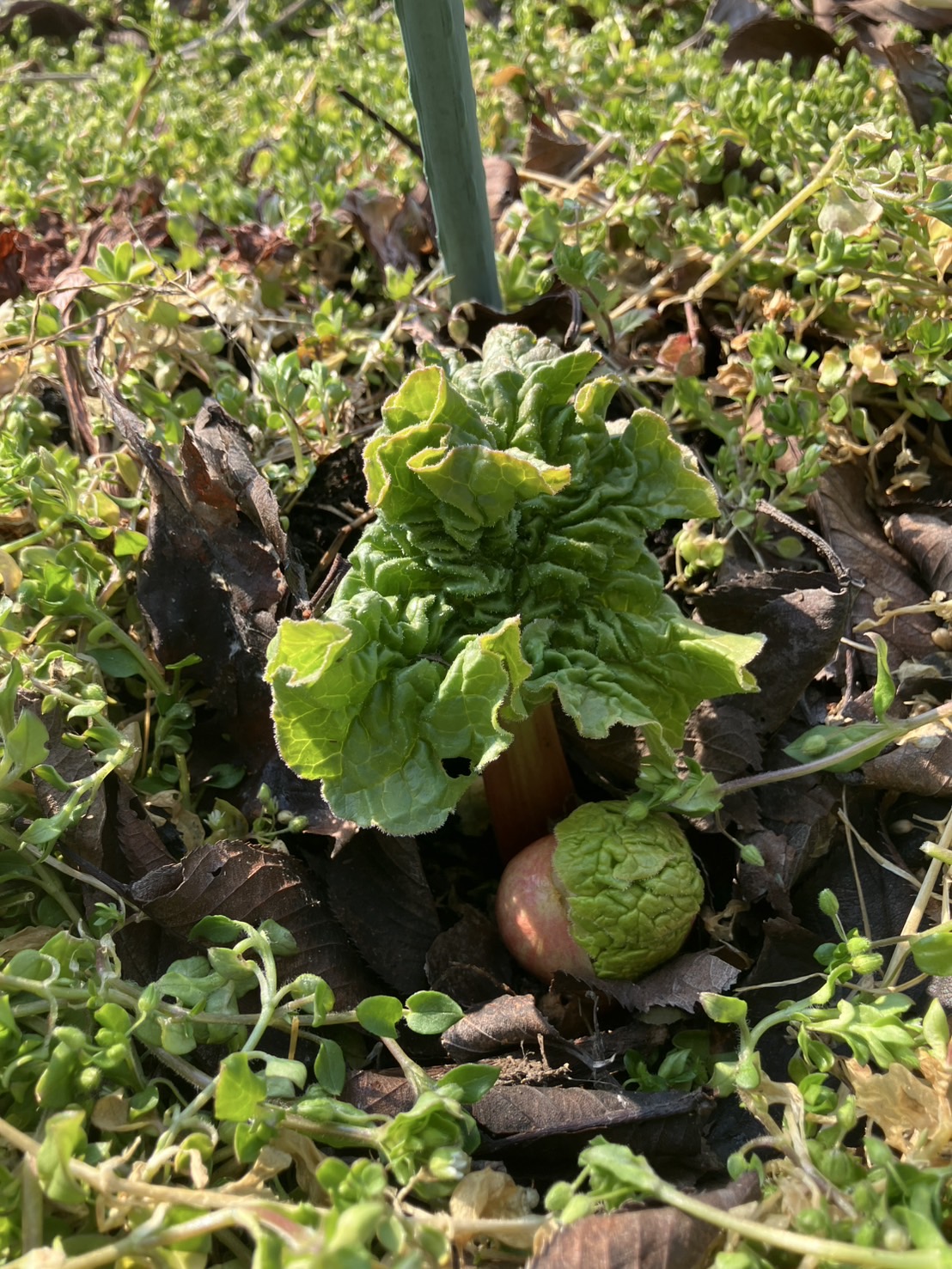 多忙な３月をすっ飛ばしました