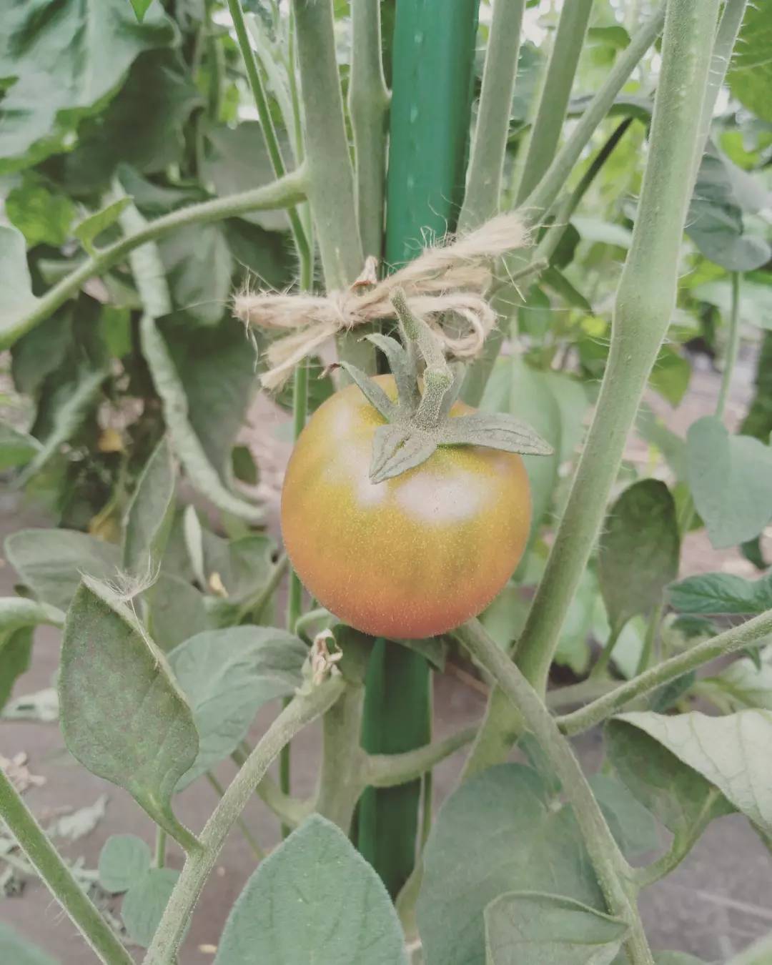 ようやくの夏野菜