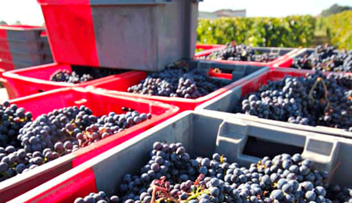 Grapes in crates