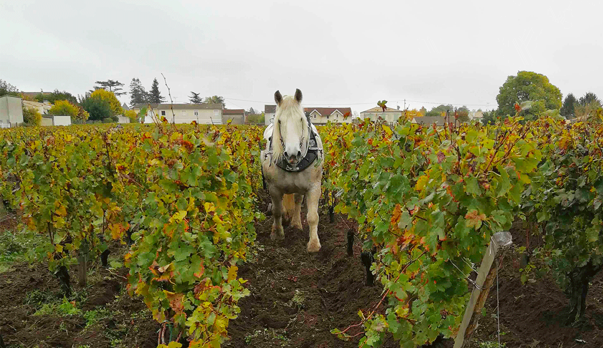 plowing vines with the horses