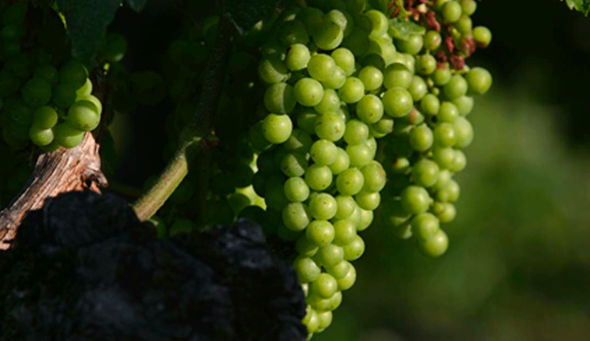 Vineyard in july