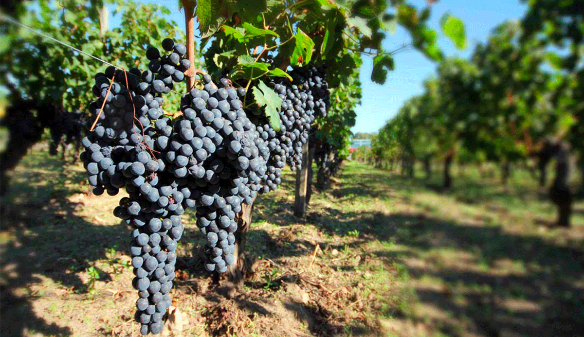 Merlot at maturity