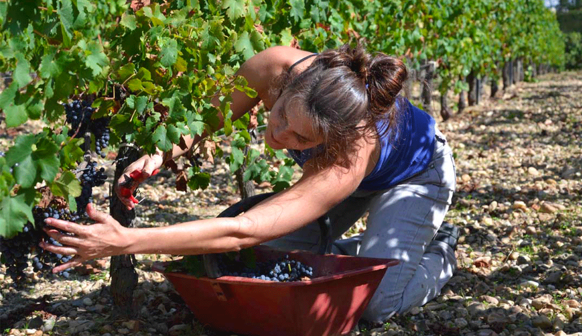 Manually harvested grapes