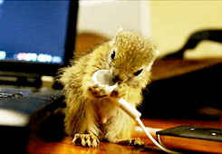 écureuil qui mange des earpods