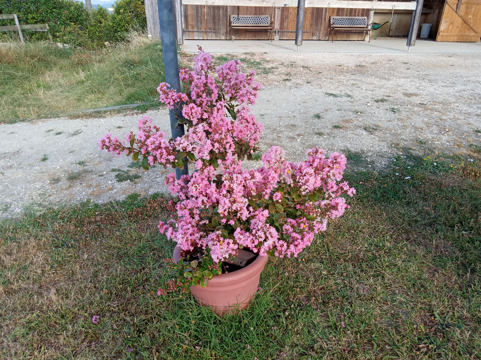 L'arbre d'Indiana