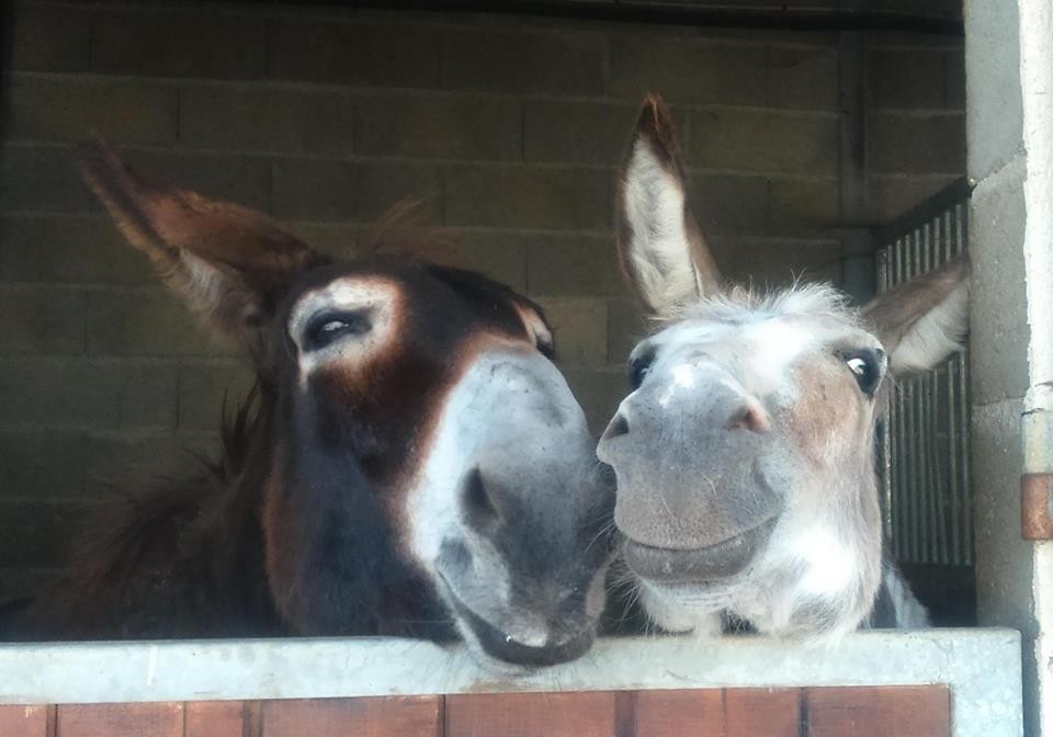 Quetsche & Huron, bien à l'abri des mouches qui piquent !!!