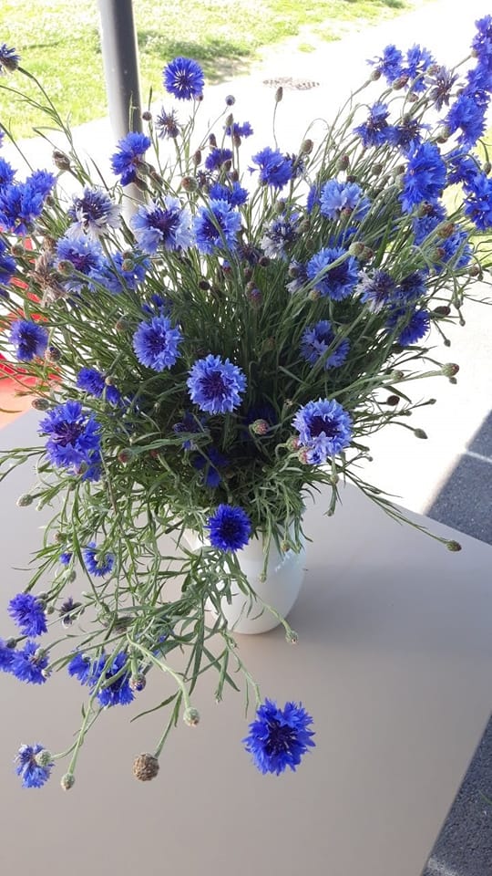 Bleuets Centaurées