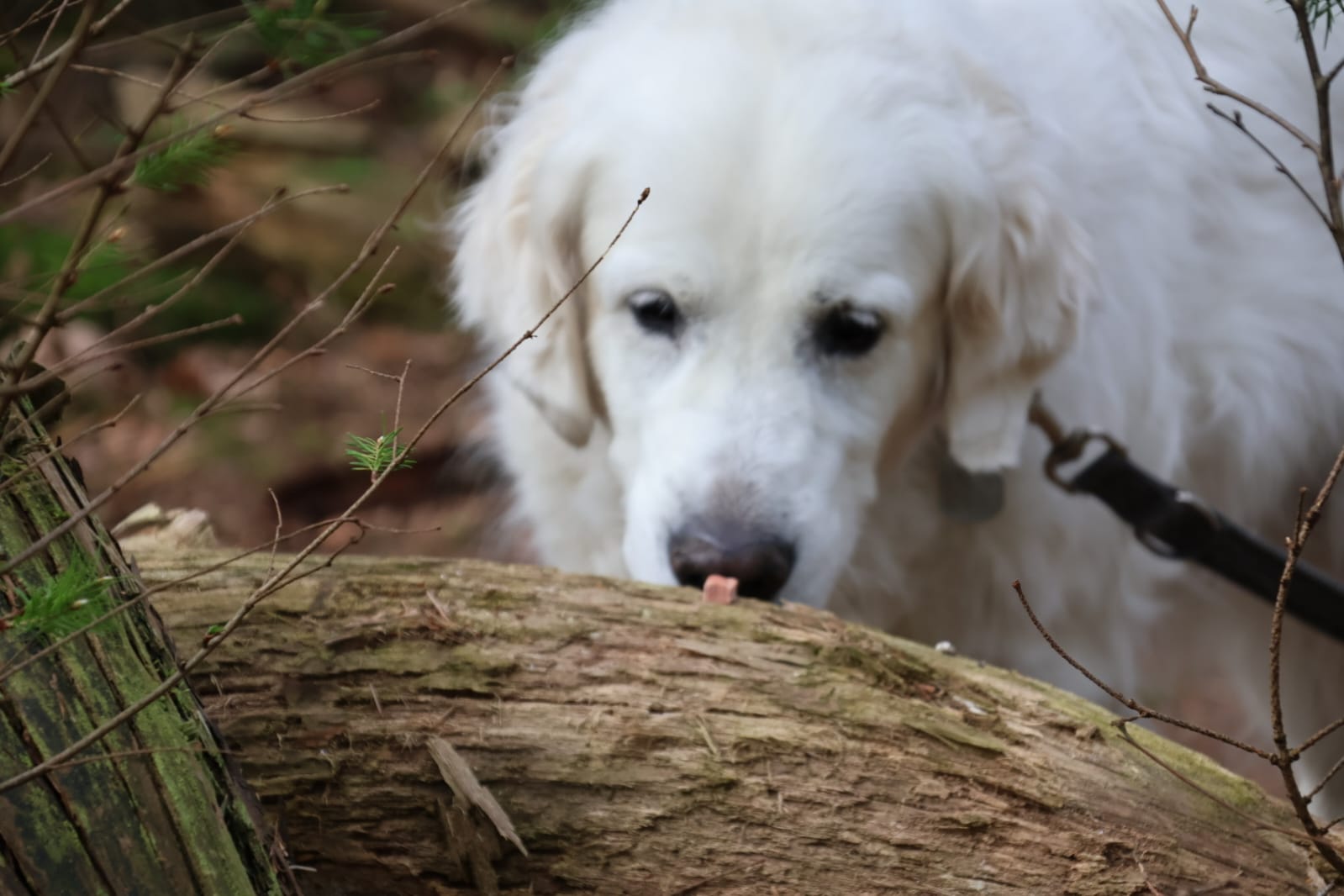 Geocachen met je hond: hoe wij de mooiste wandelplekken ontdekten