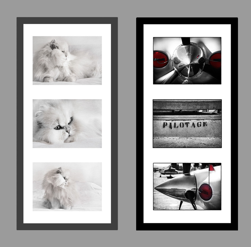 Chat blanc sur fond blanc - Aviation