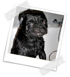 Begossener Mops...