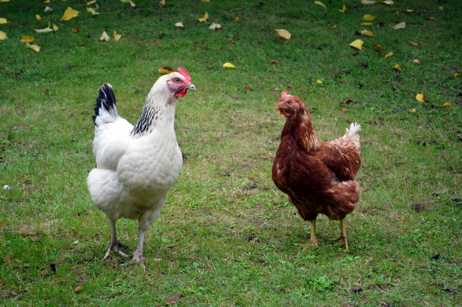 Poule Pondeuse Qui Ne Pond Pas Les pondeuses - Plumes, poules et nature.