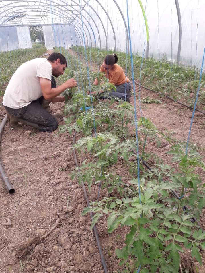 Egourmandage et tuteurage des tomates... 850 pieds !!! 