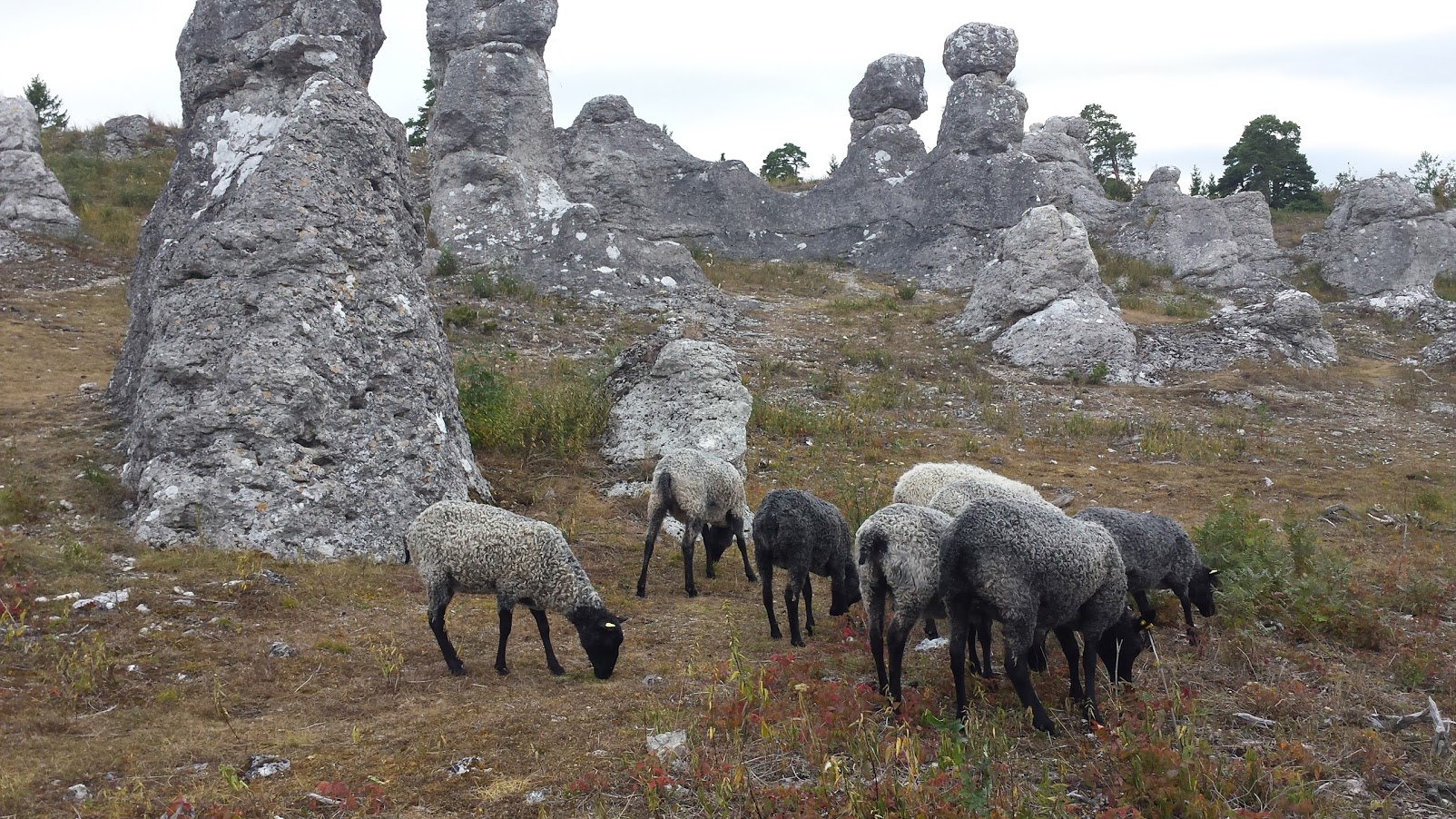 Gotlandschafe bei den Raukefelsen , Gotland, irrlichtjaeger