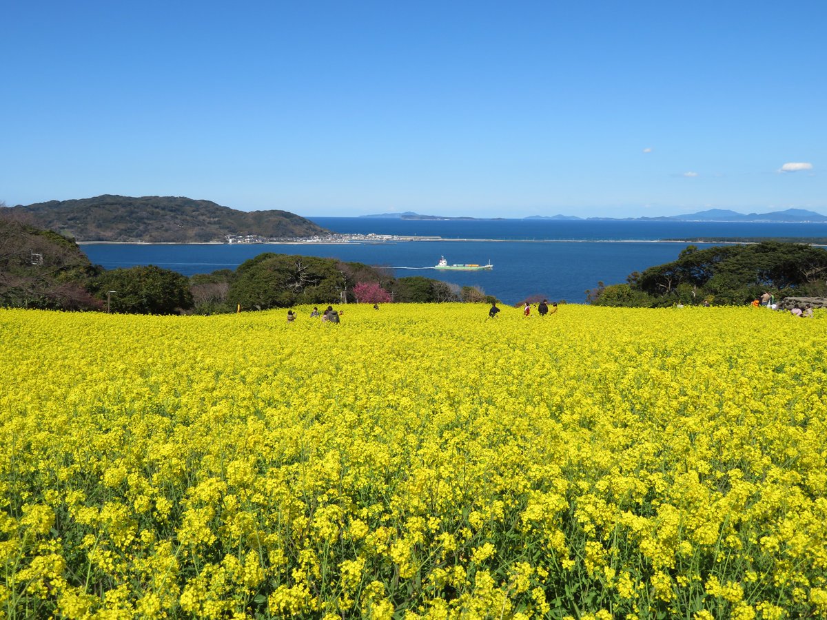 もうすぐ見ごろのシーズンが到来♪のこのしまアイランドパークの菜の花♪