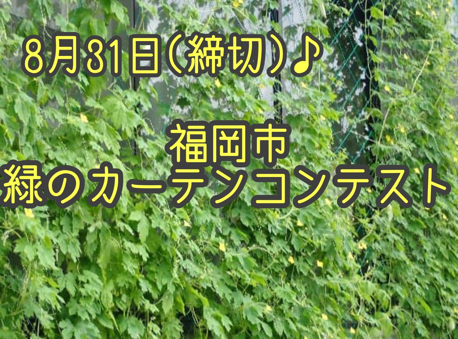 8/31(火)締切♬福岡市緑のカーテンコンテスト♬