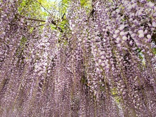 今が見ごろ♪二宮神社の藤の花♪