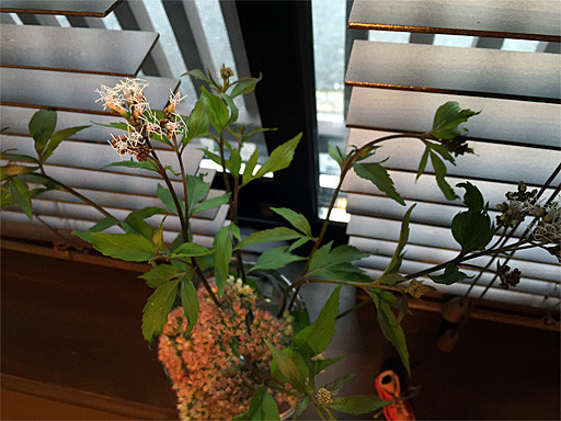 不思議な形の花が咲きました