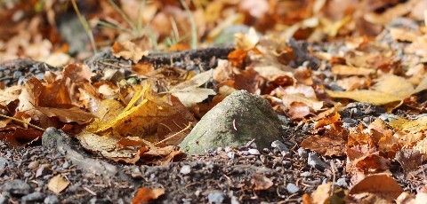 Element Erde steht mit dem sogenannten Lebensäther in Verbindung 