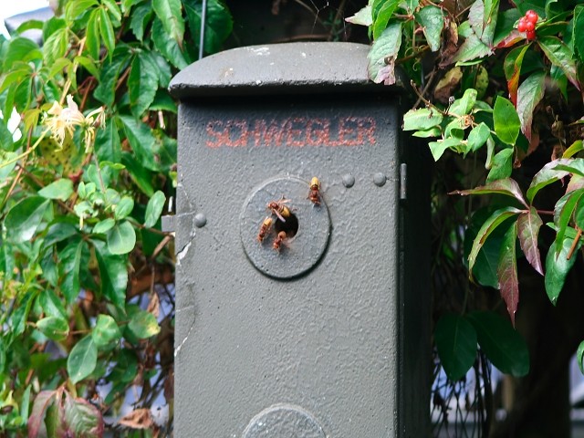 Hornissen