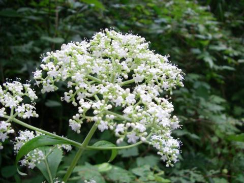 よく見かけるオトコエシの花です。　　　　　　　　　　　　　　　　　　　　　　集散花序で５㎜にも満たない小さな花がたくさん集まっています。