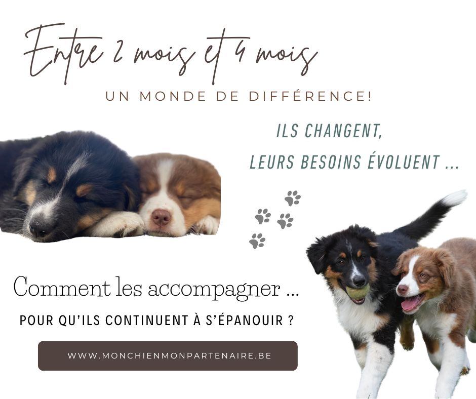 4 mois... le chiot quitte la "petite enfance canine"