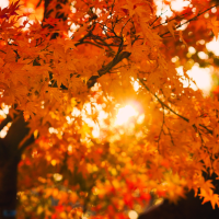Hypnose : quand l’automne invite à rallumer sa lumière intérieure