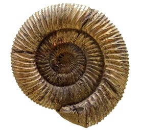 Ammonite