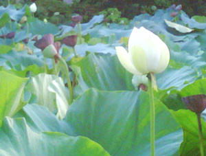 鎌倉八幡の袖で観た白い蓮華の花。泥に毒さず、美しく咲く花。。。