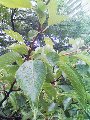 梅雨の草