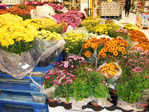墓参りの為の鉢植え菊、カーフールの花売り場