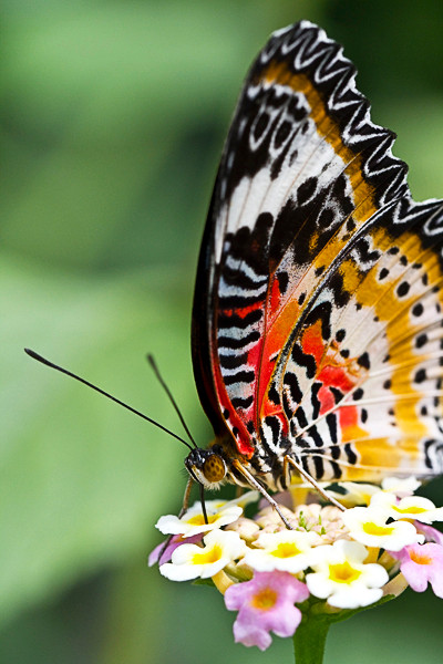 Leoparden Netzflügler