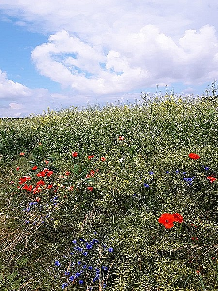 Klatschmohn, Kornblume und Co. 