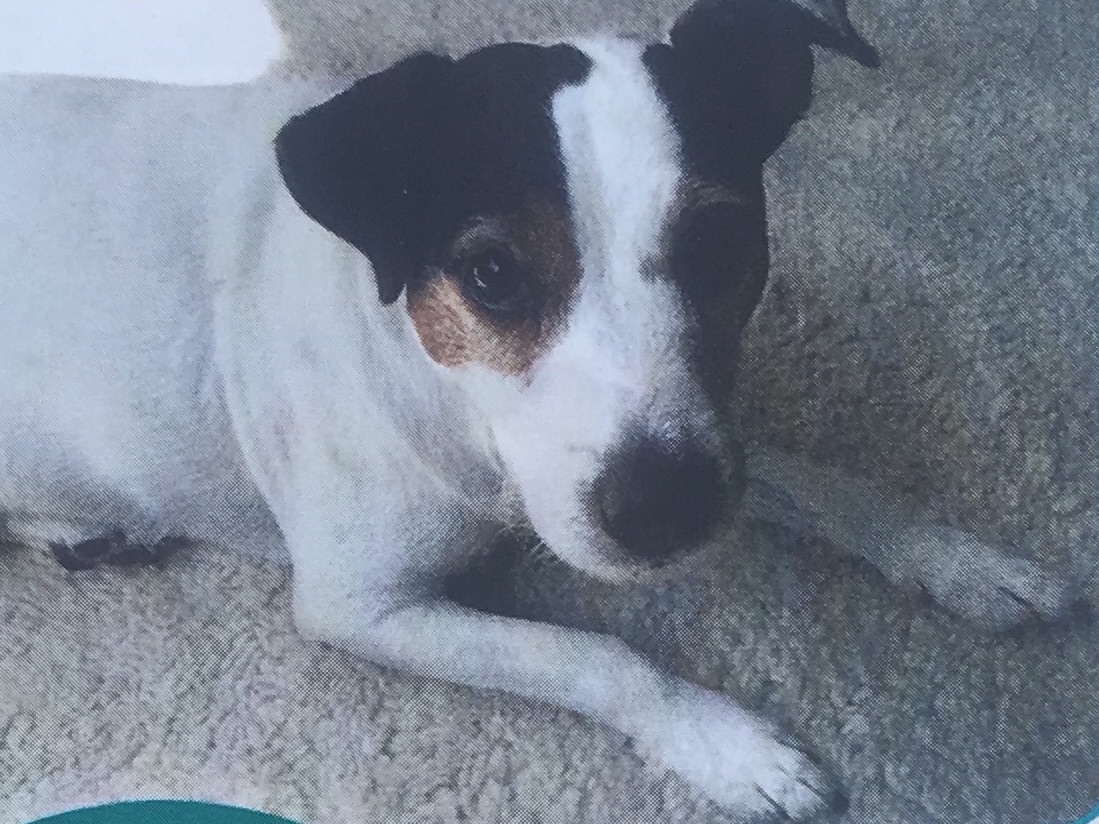 Zahnreinigung ohne Narkose beim Hund Steinkopf Ernährungsberatung