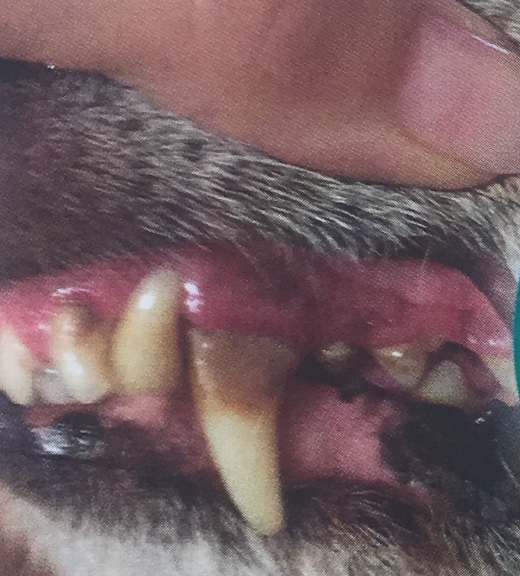 Zahnreinigung ohne Narkose beim Hund Steinkopf Ernährungsberatung