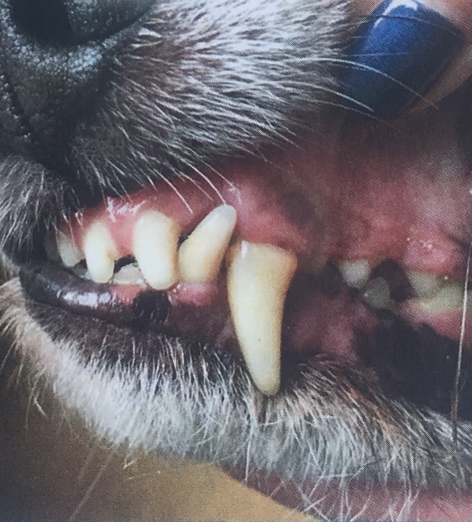 Zahnreinigung ohne Narkose beim Hund Steinkopf Ernährungsberatung