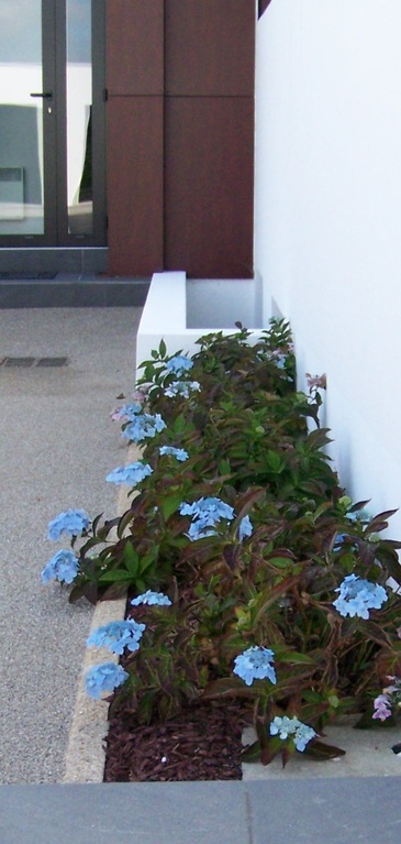 hortensia