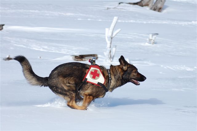 Der Deutsche Schäferhund - SV OG Hochheim