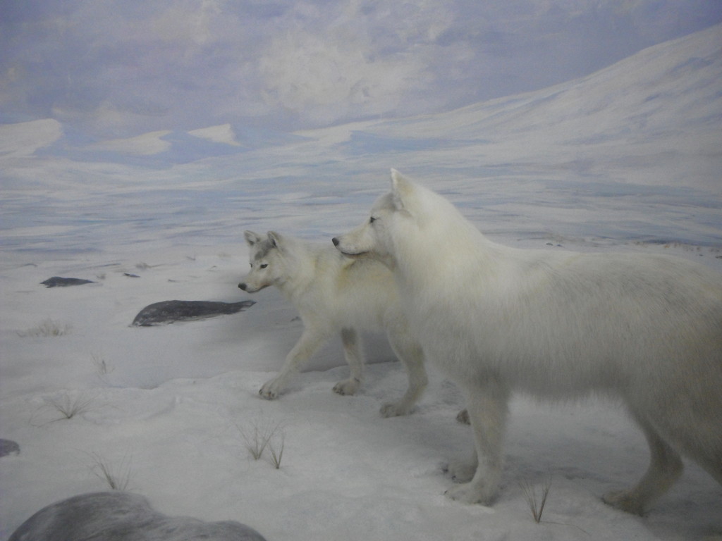 Des chiens du grand Nord! En tete a tete avec un buffle,