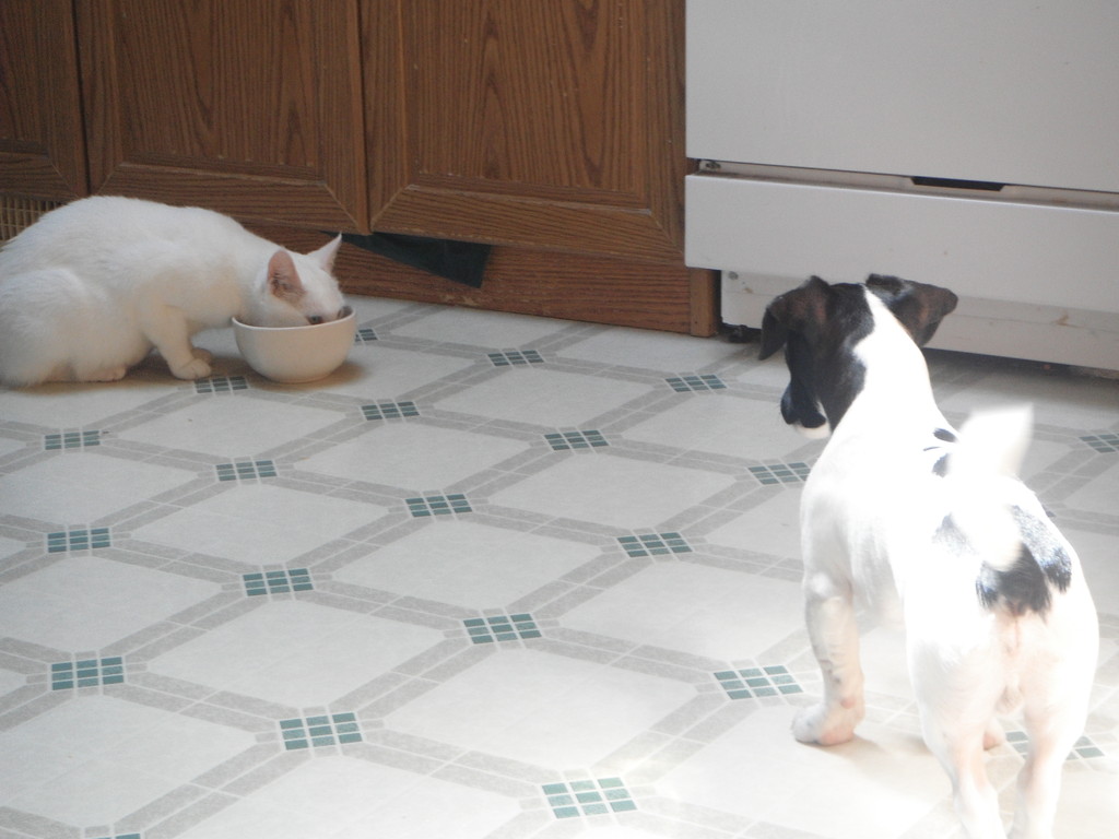 "Allez! Juste une croquette, une seule!"