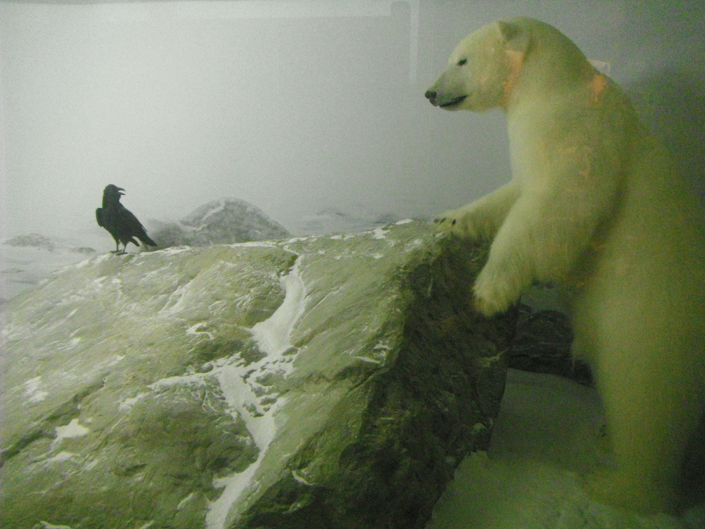 L'ours du polaire...et l'amie corneille!